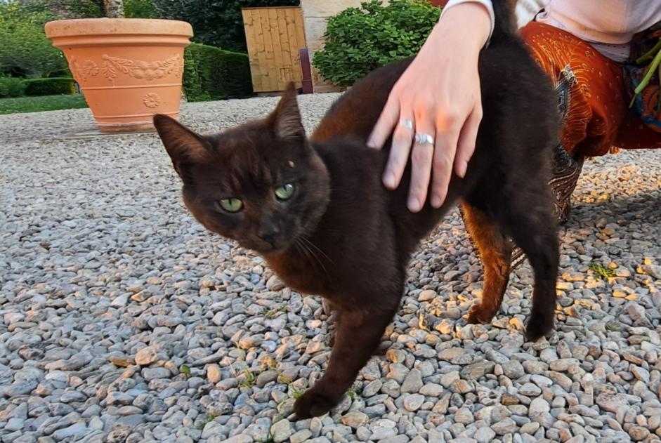 Fundmeldung Katze Männliche Val-Suzon Frankreich Fundmeldung Katze Männliche Val-Suzon Frankreich
