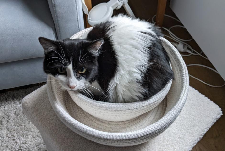 Disappearance alert Cat  Male , 1 years Fontaine-lès-Dijon France