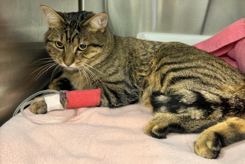 Discovery alert Cat Male Dijon France Discovery alert Cat Male Dijon France