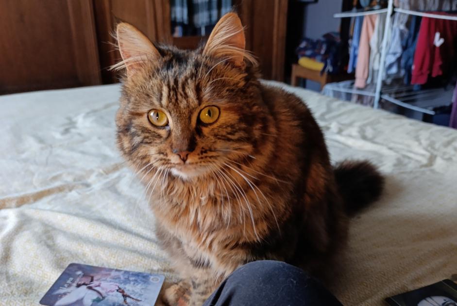 Disappearance alert Cat Female , 2 years Dijon France