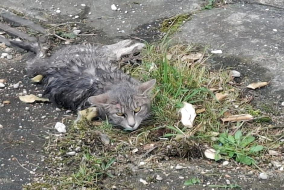 Alerta de Hallazgo Gato Desconocido Couternon Francia