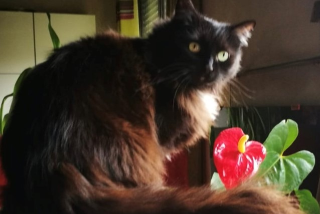 Alerta de Desaparición Gato cruce Hembra , 16 años Talant Francia Alerta de Desaparición Gato cruce Hembra , 16 años Talant Francia