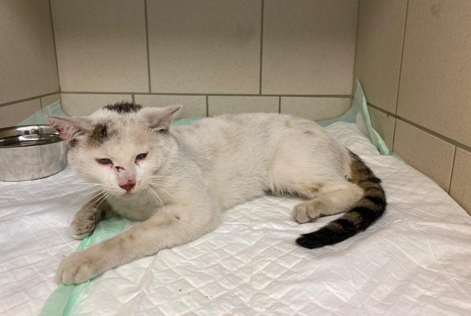 Alerta de Hallazgo Gato Macho Gemeaux Francia
