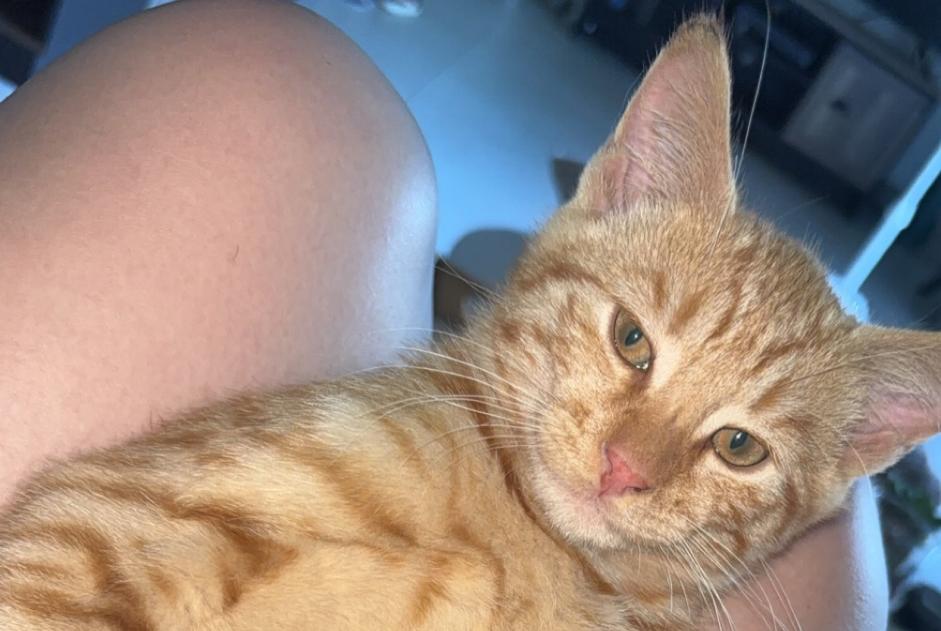 Avviso scomparsa Gatto incrocio di razze  Maschio , 0 anni Chenôve Francia