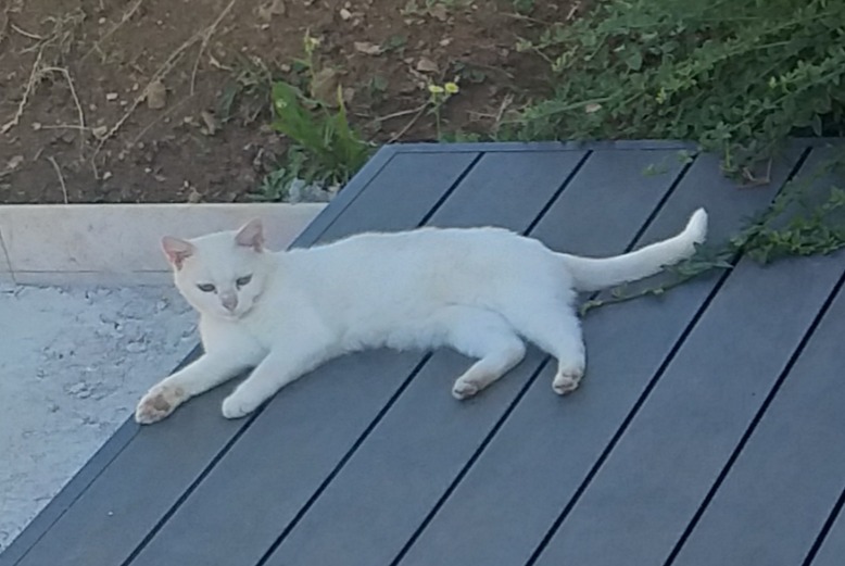 Avviso Ritrovamento Gatto Non conosciuta Fixin Francia