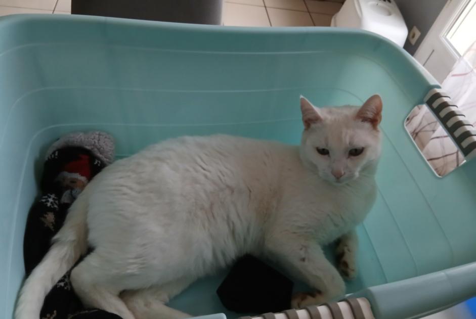 Verdwijningsalarm Kat Mannetje , 2 jaar Trouhans Frankrijk