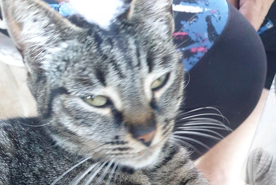 Ontdekkingsalarm Kat  Vrouwtje Vic-des-Prés Frankrijk