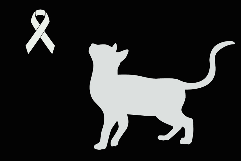 Discovery alert Cat Unknown Longchamp France